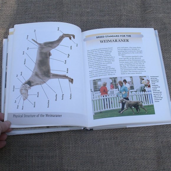 Weimaraner A Comprehensive Guide Dog Book - Picture 10 of 16